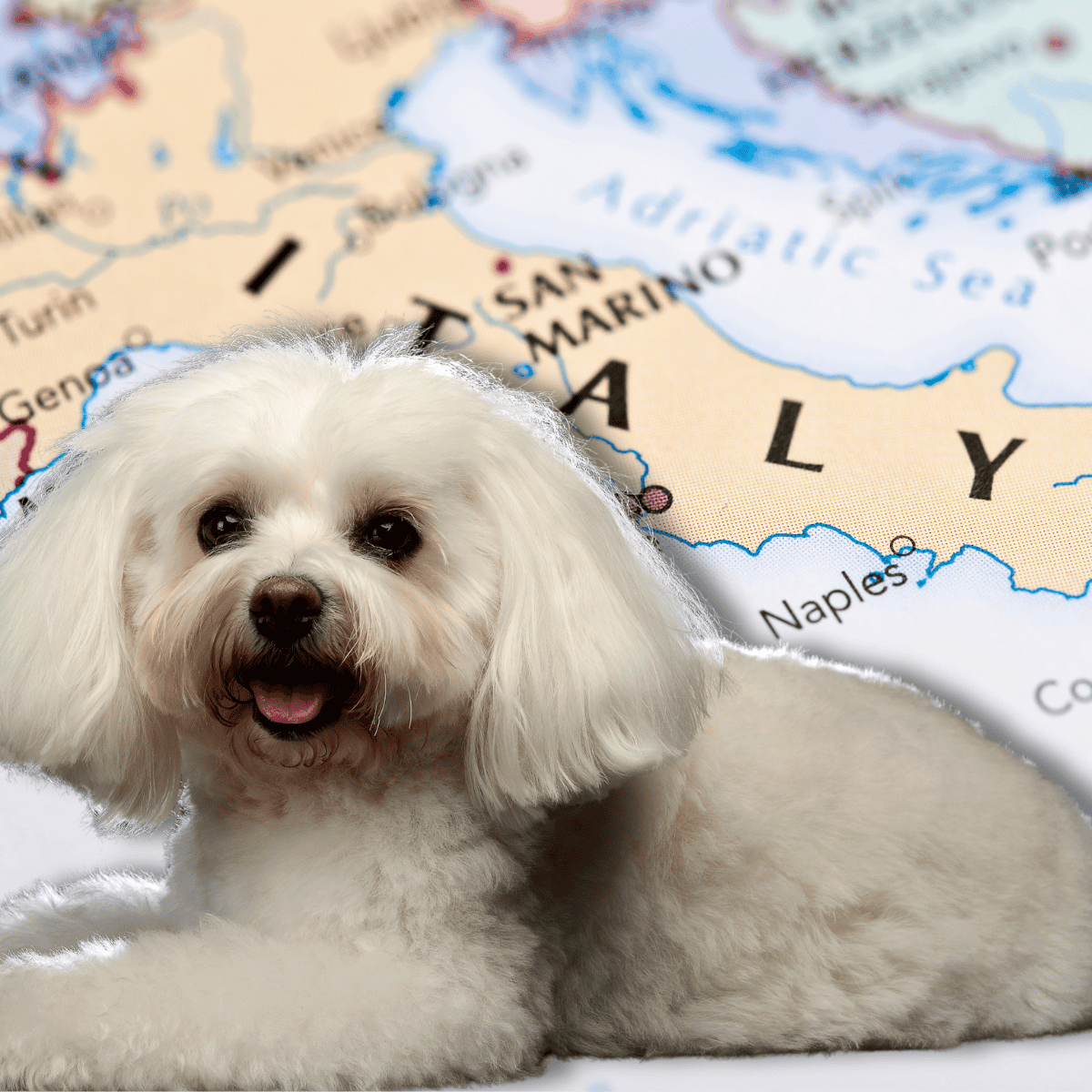 Adorable dog on map of Italy, highlighting pet travel services in Italy.