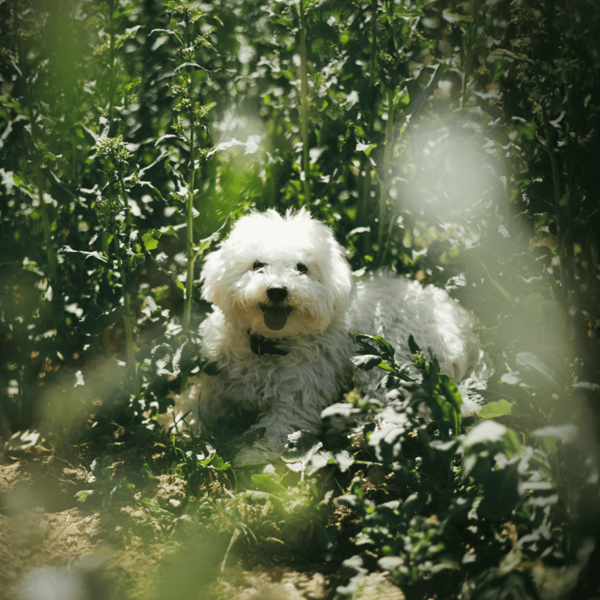 Playful white dog amid greenery in outdoor garden setting.