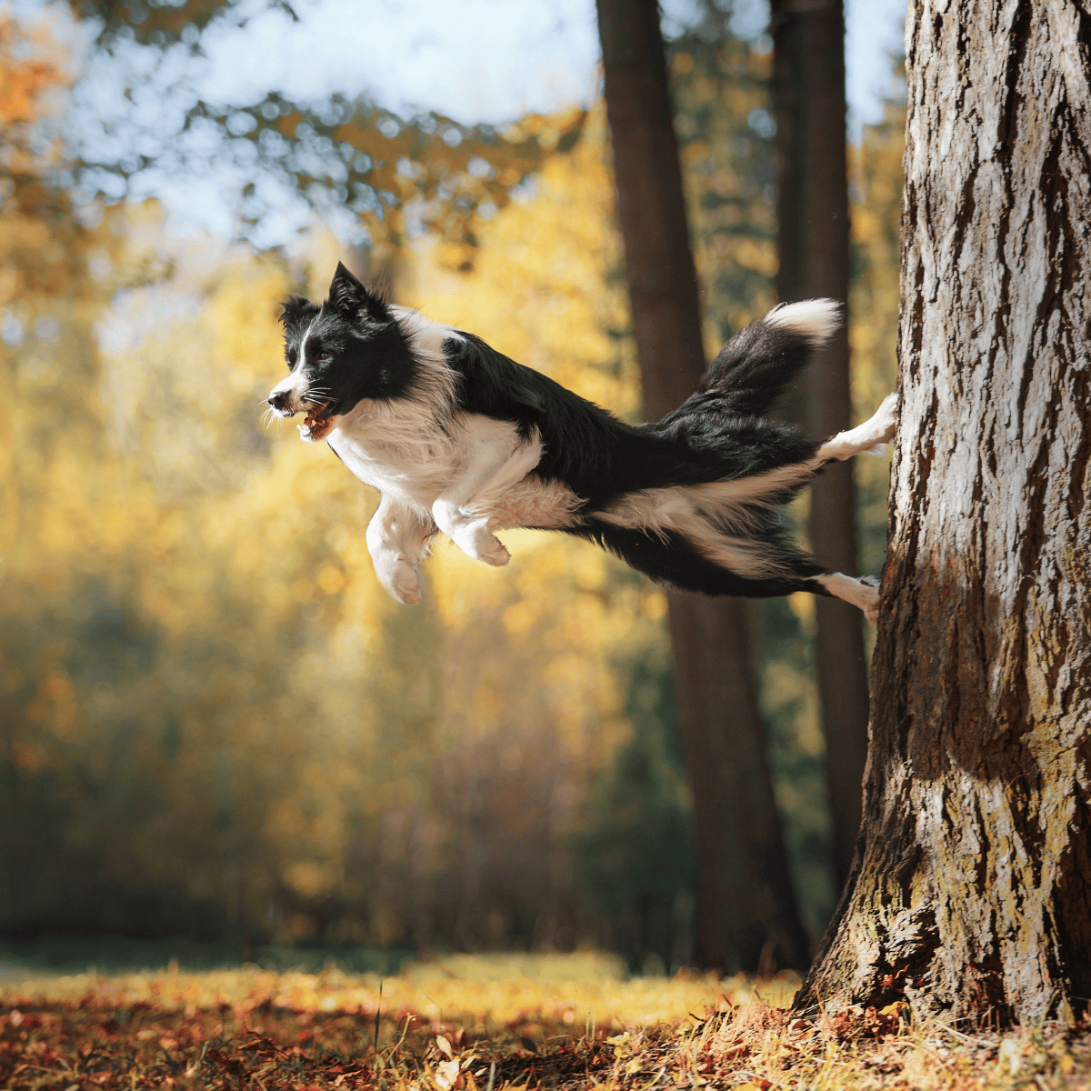 Border Collie characteristics