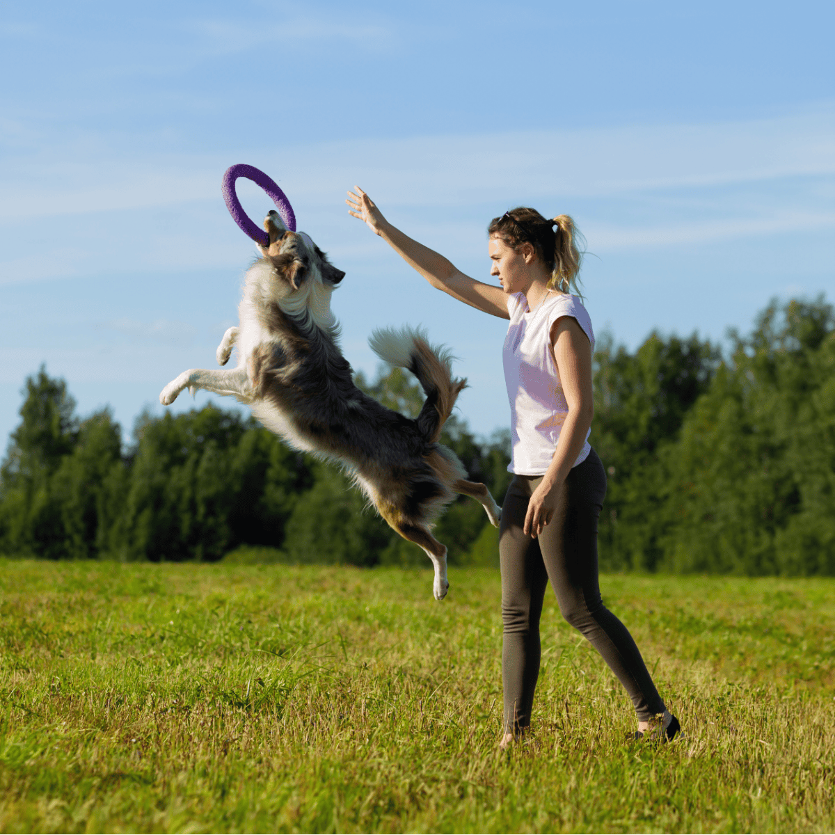 Dog playing fetch with owner outdoors, a fun moment in the park.