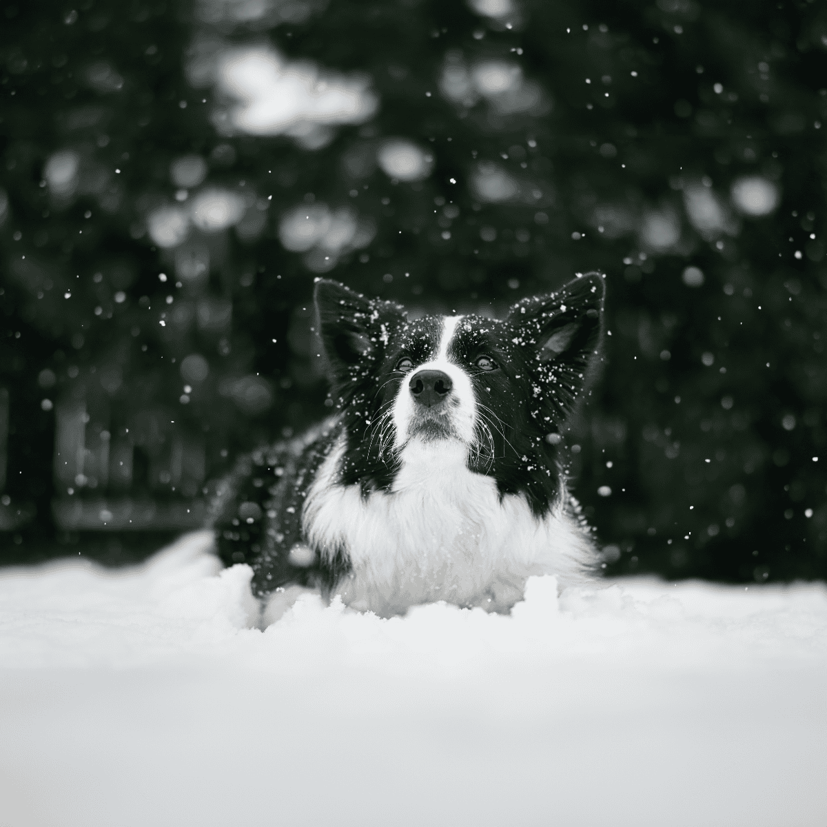 Cute Border Collie playing in fresh snow outdoors.