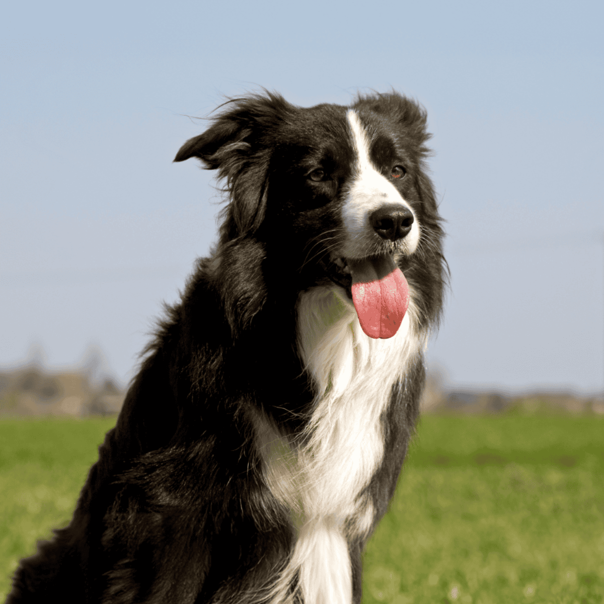 Border Collie photo 3