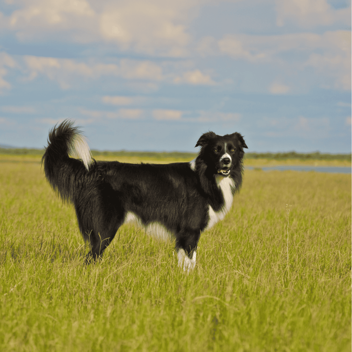 Border Collie photo 1