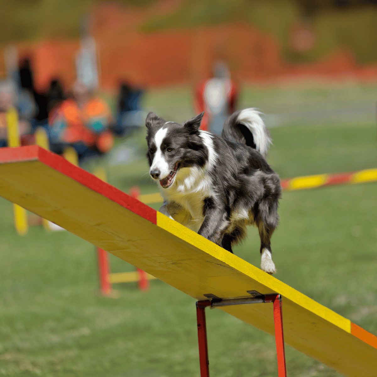 Border Collie Training