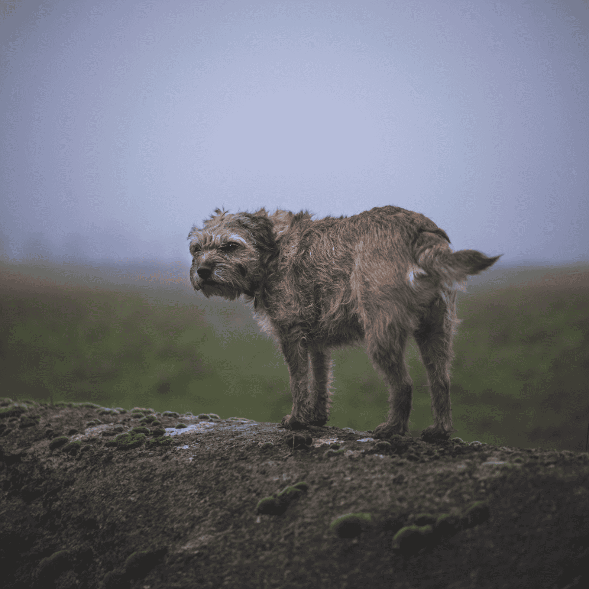 Adorable small dog standing on rocks outdoors, exploring nature, ideal for dog lovers and outdoor adventures.