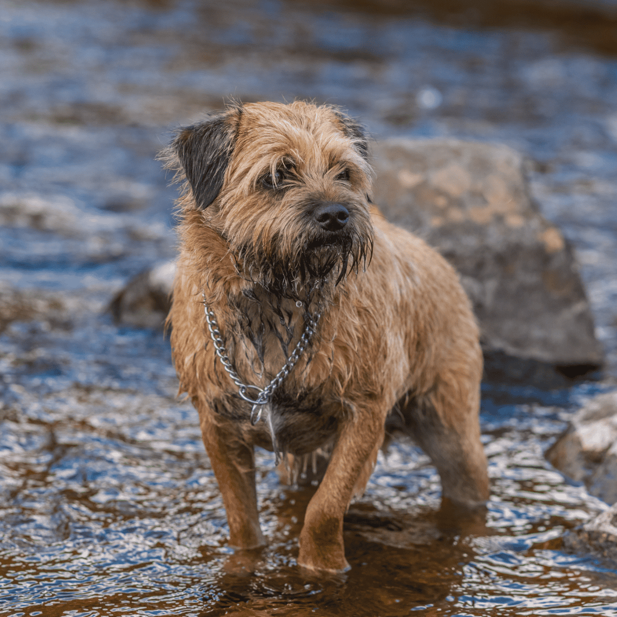 Border Terrier overview