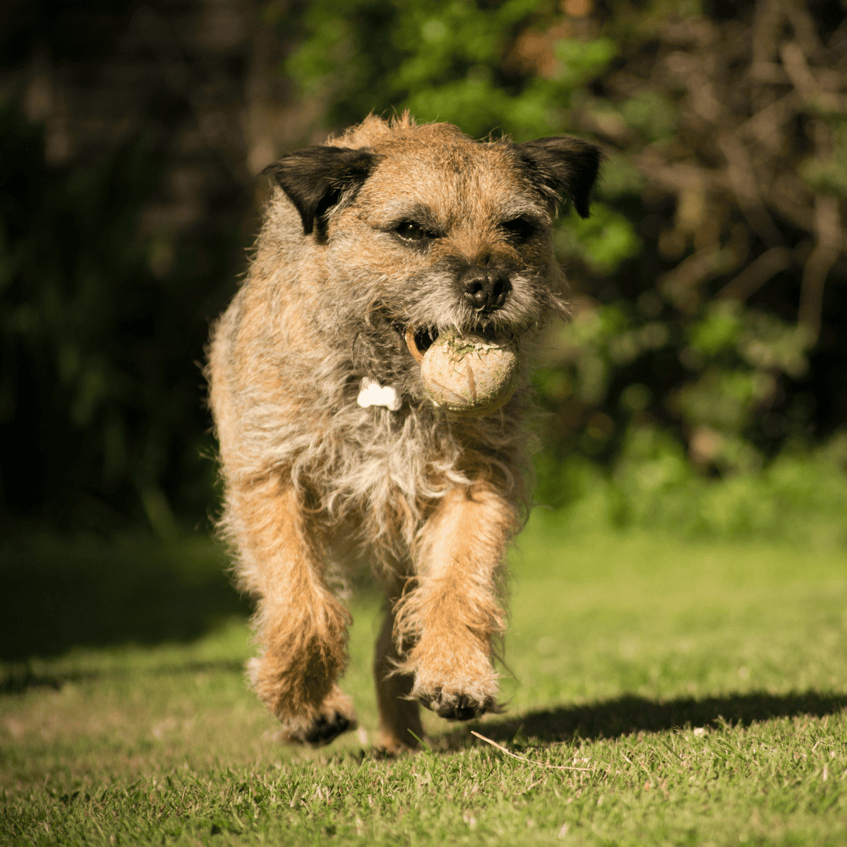 Border Terrier characteristics
