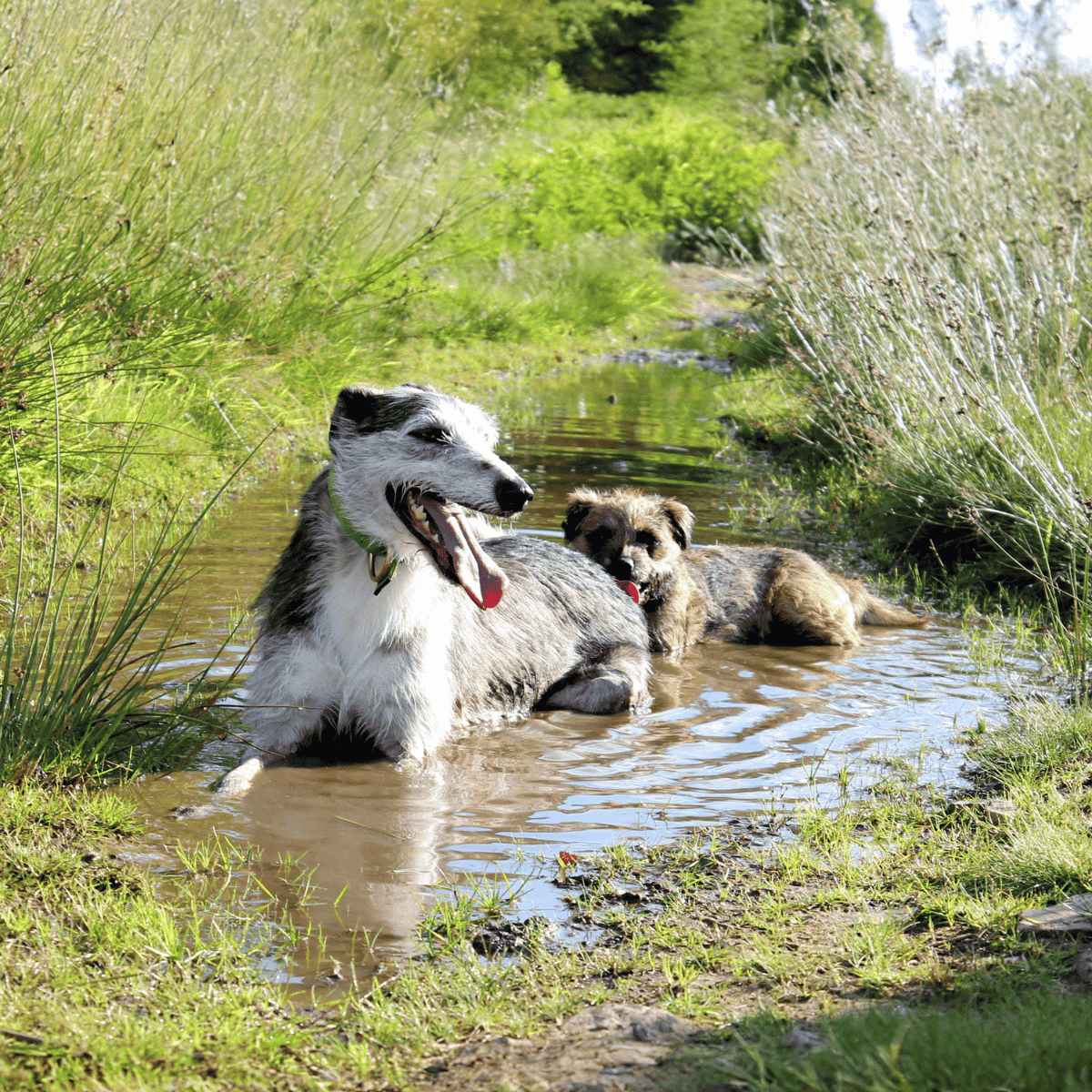 Border Terrier Does This Breed Get Along With Other Pets