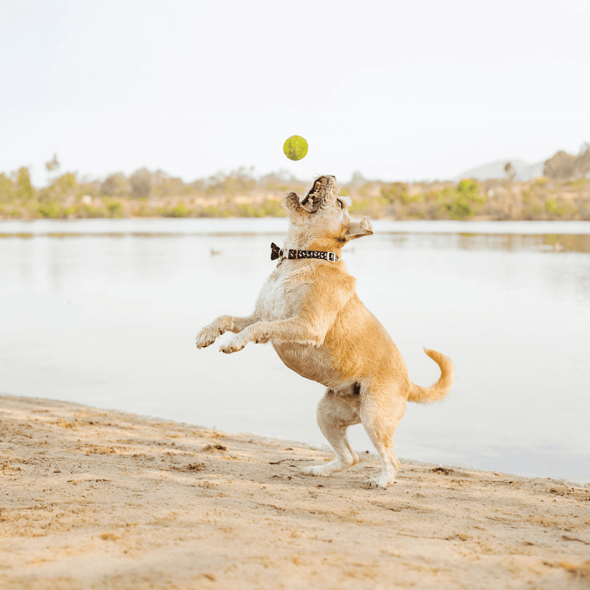 Border Terrier Exercise
