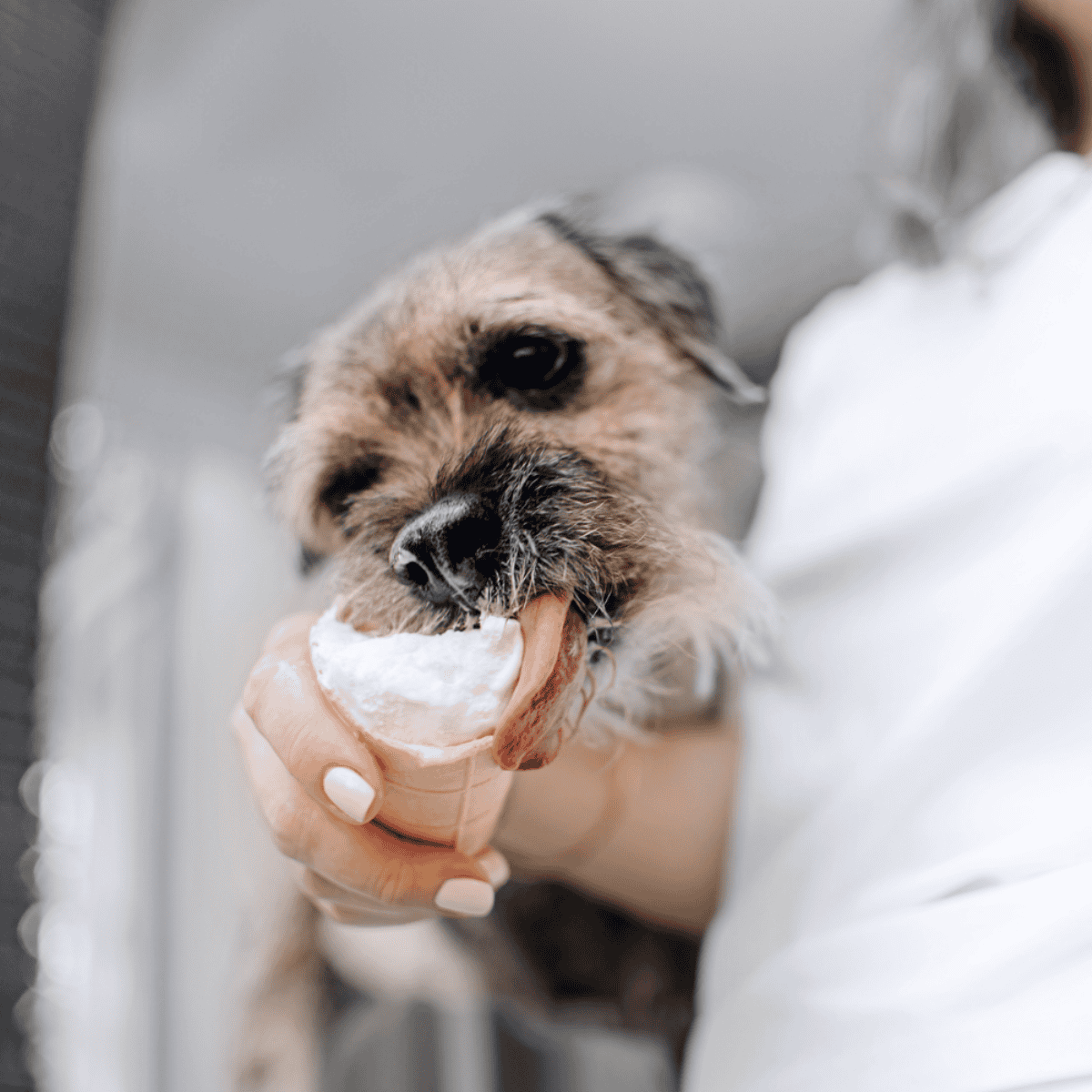 Border Terrier Food & Diet Requirements