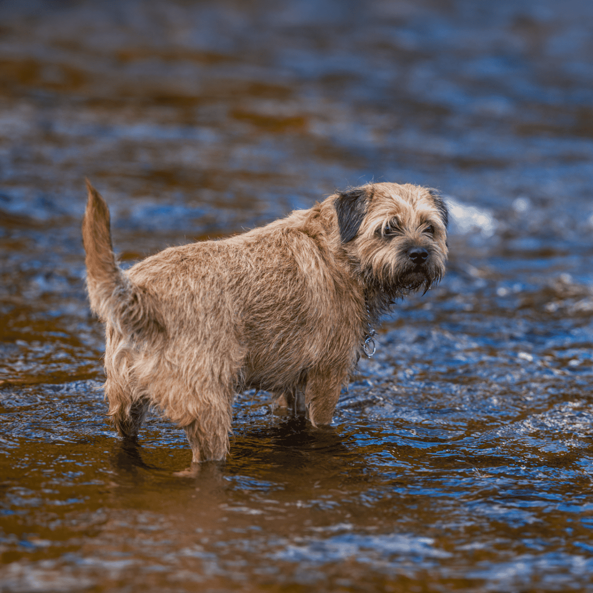 Border Terrier photo 2