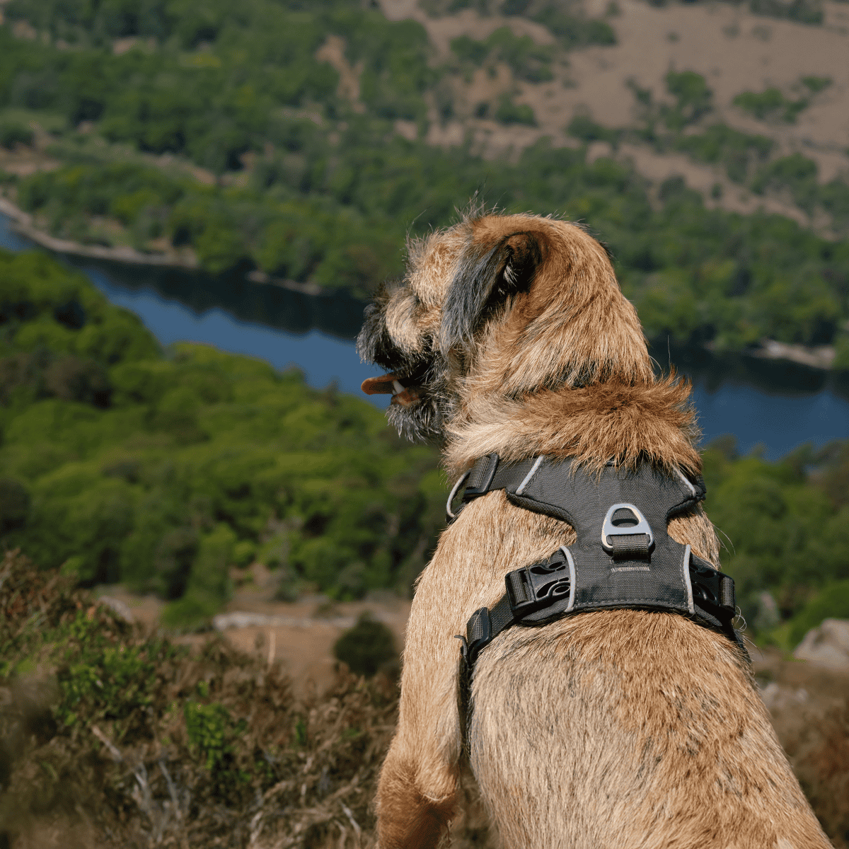 Border Terrier They Had Different Names In the Early Days