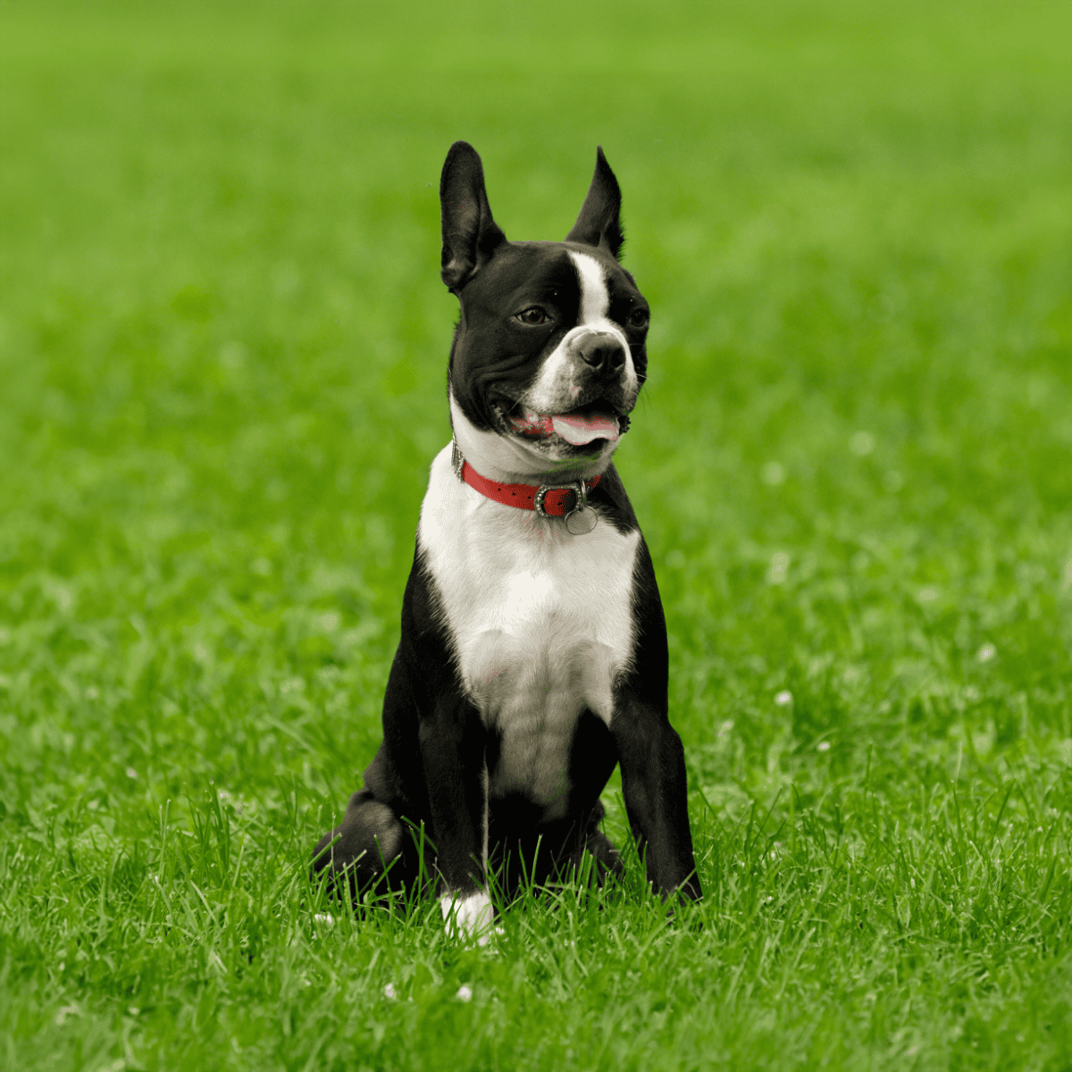 Boston Terrier overview