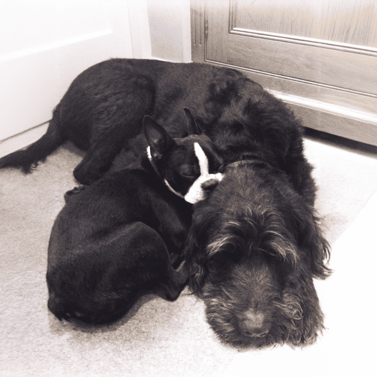 Boston Terrier Does This Breed Get Along With Other Pets