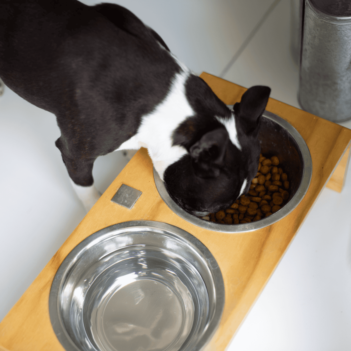 Boston Terrier Food & Diet Requirements