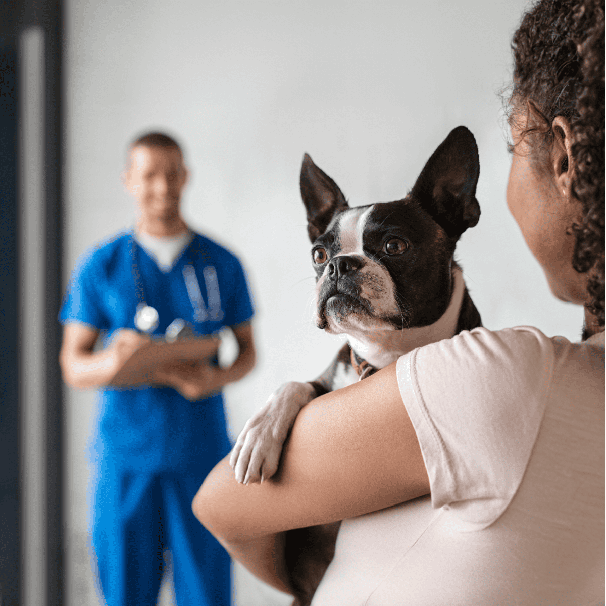 Boston Terrier health