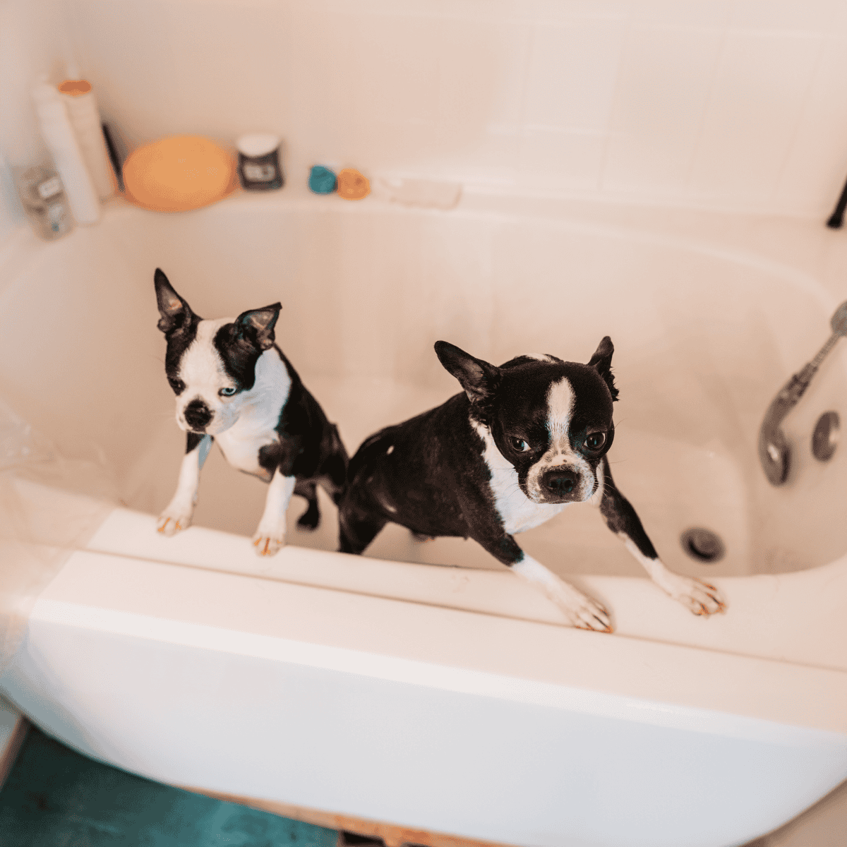 Boston Terrier Male Vs. Female