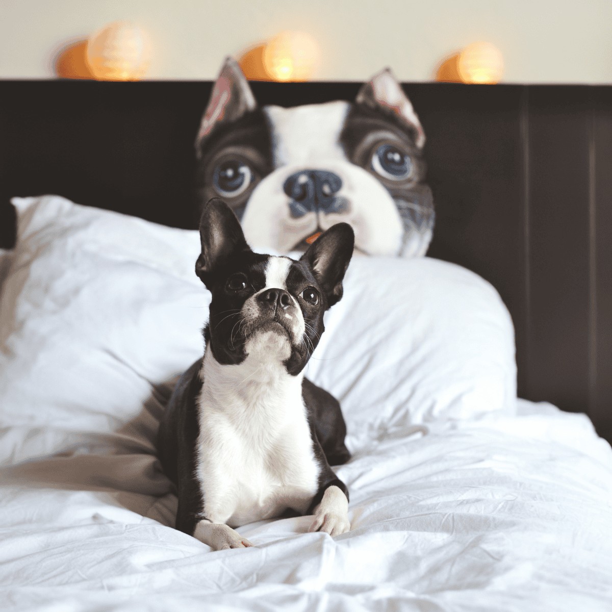 Boston Terrier They Were Once Nicknamed “Roundheads”