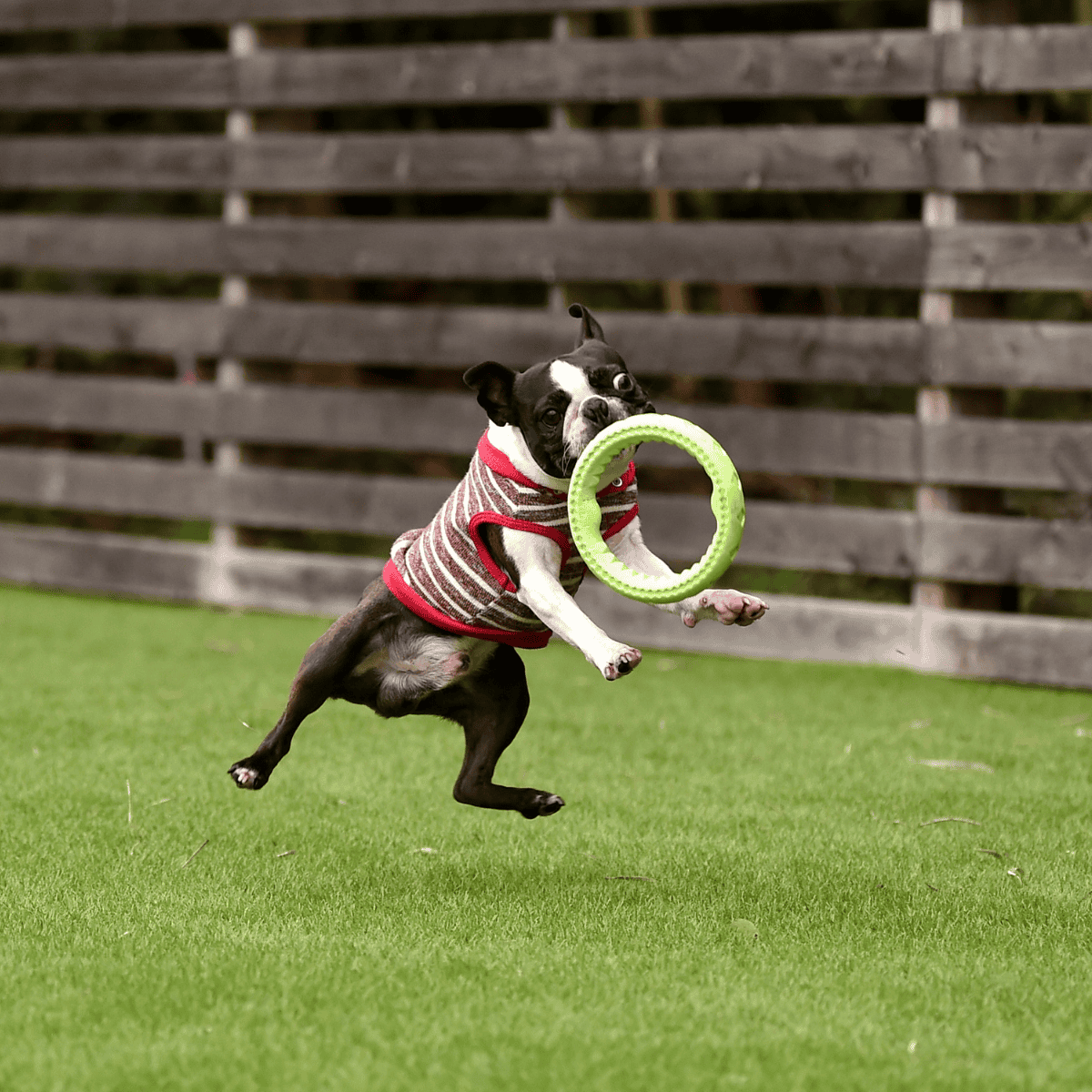 Boston Terrier Training