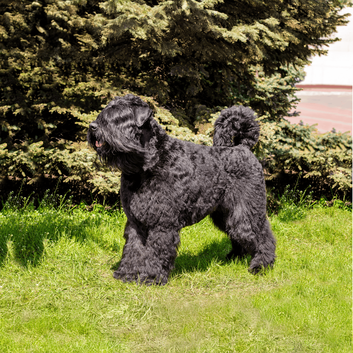 Bouvier des Flandres overview