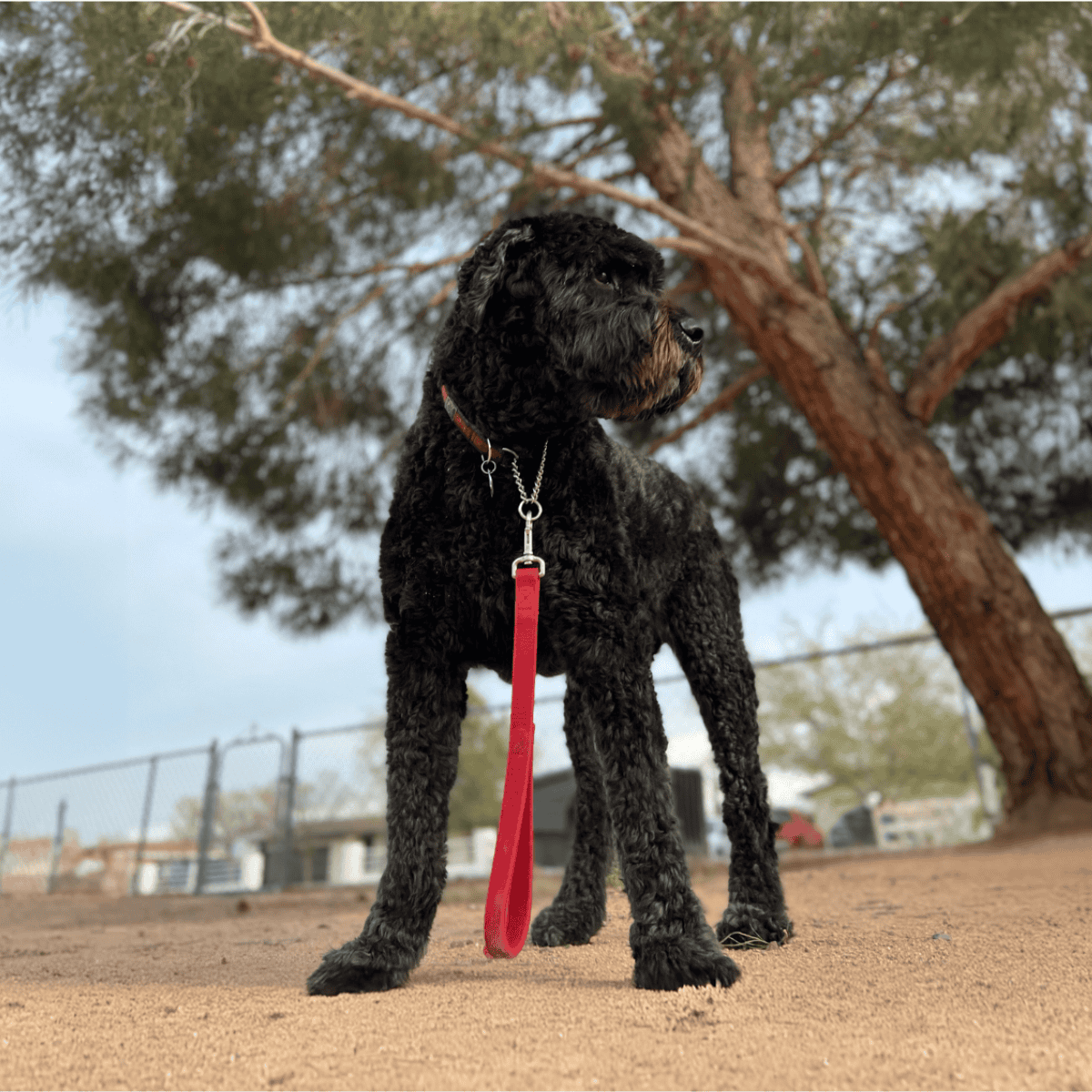 Bouvier des Flandres characteristics