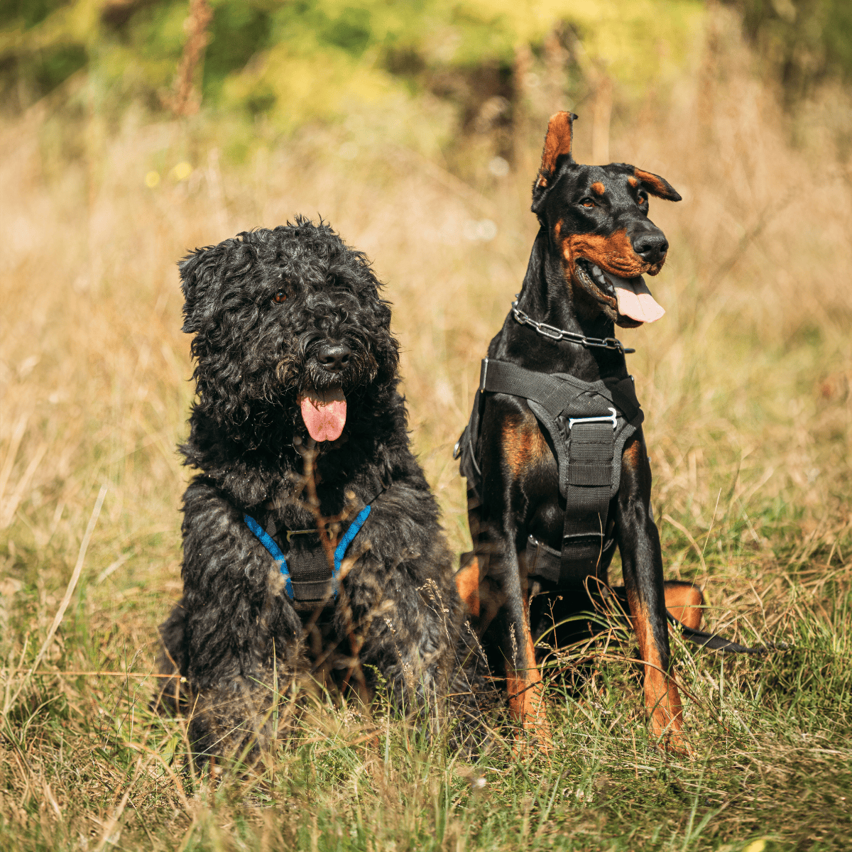 Bouvier des Flandres Does This Breed Get Along With Other Pets