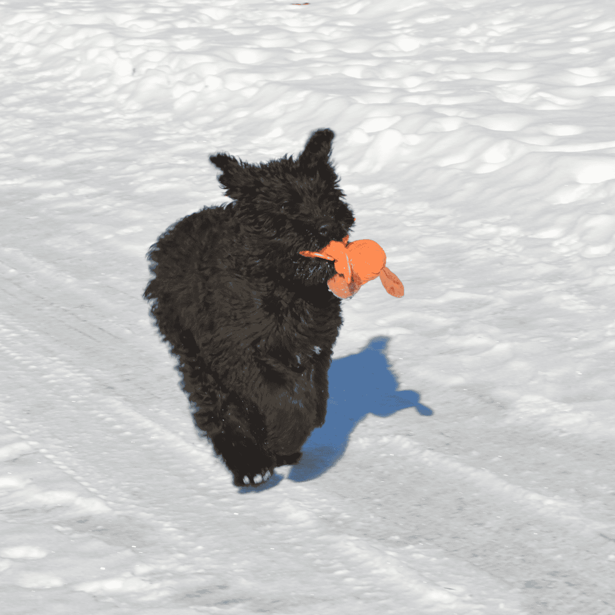 Bouvier des Flandres Exercise