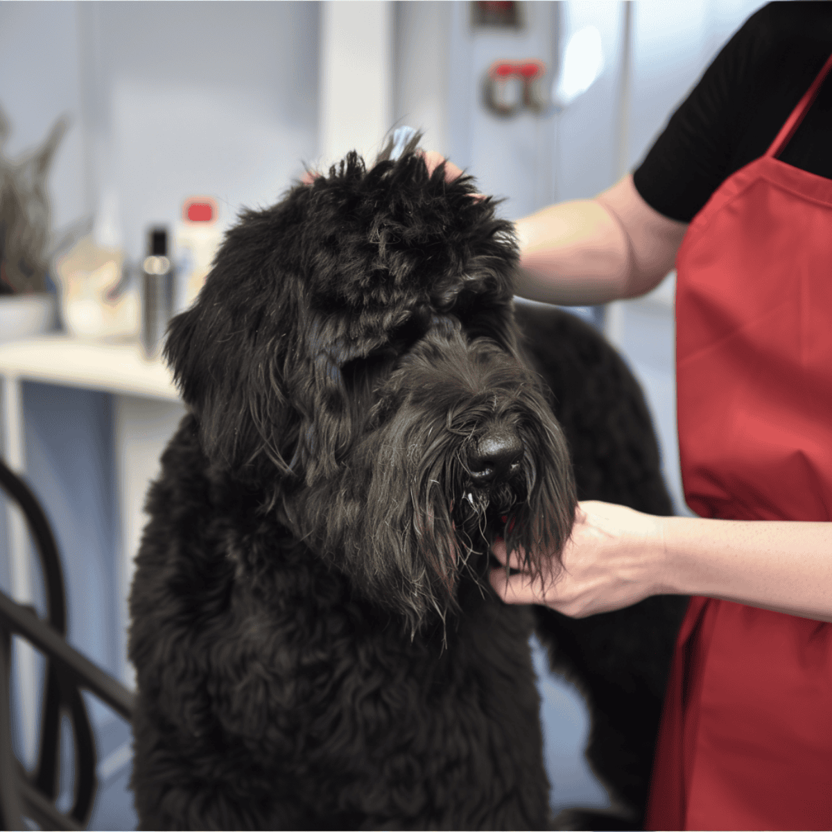 High-quality dog grooming service for all breeds. Expert pet grooming and bathing for your dog's health and happiness.