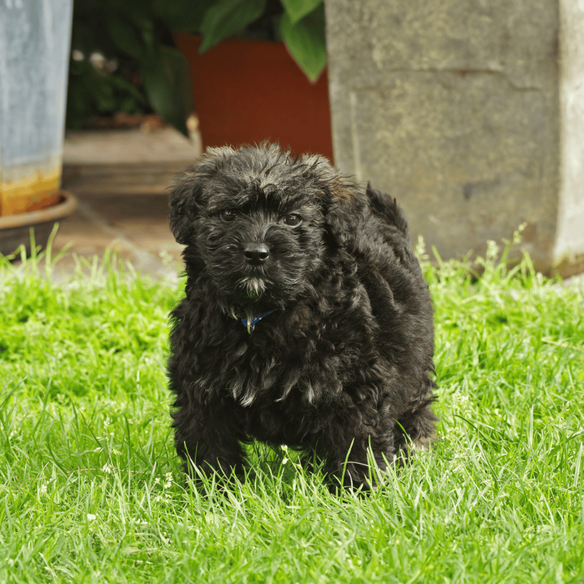 Bouvier des Flandres Puppies