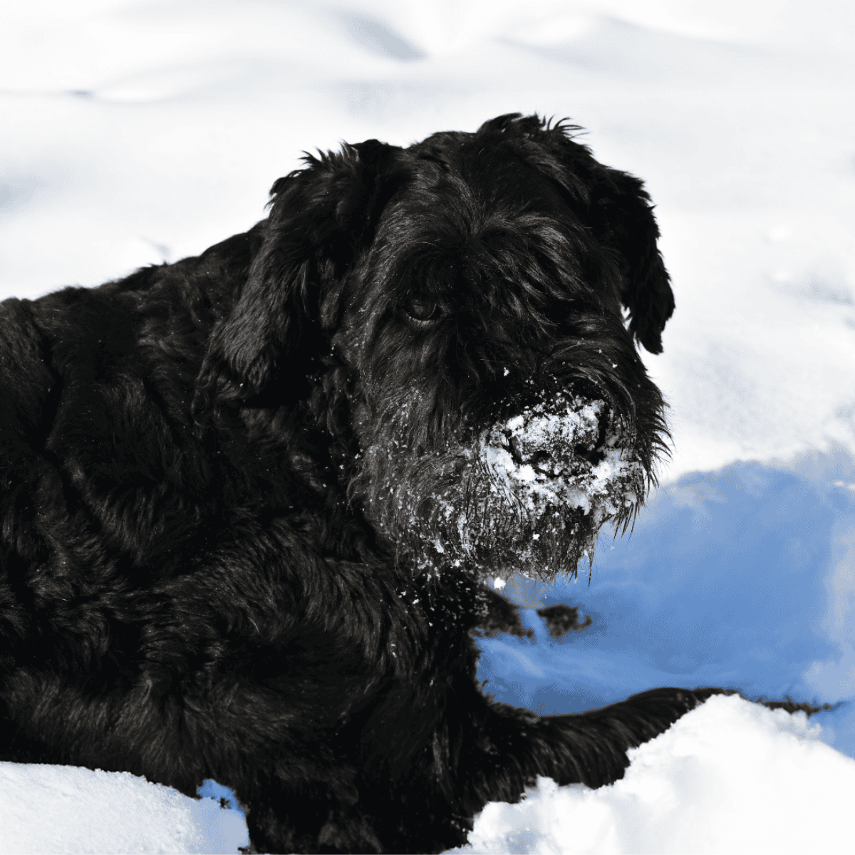 Bouvier des Flandres They Have Been Around Since the Medieval Times