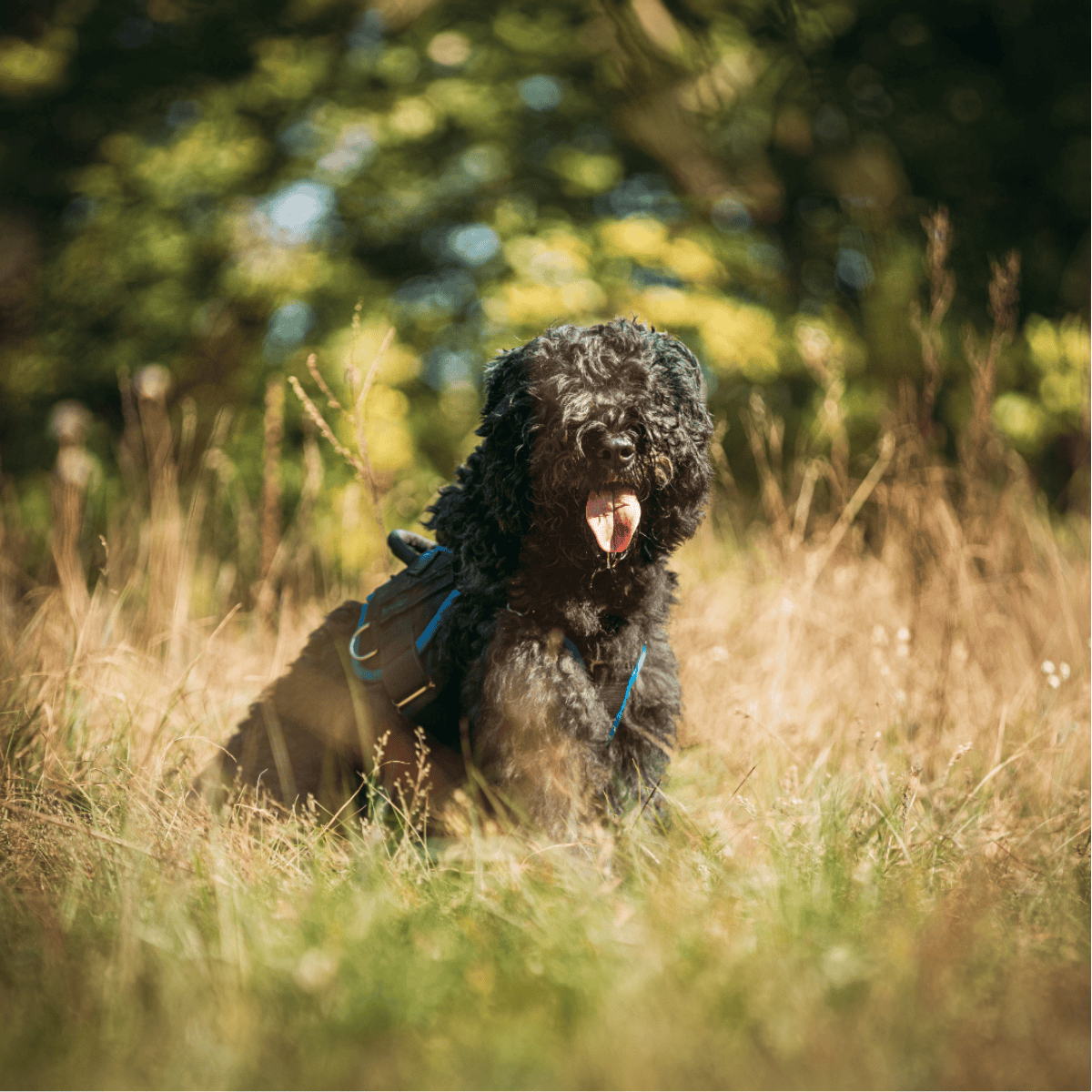 Bouvier des Flandres They’re Relentless Hunters