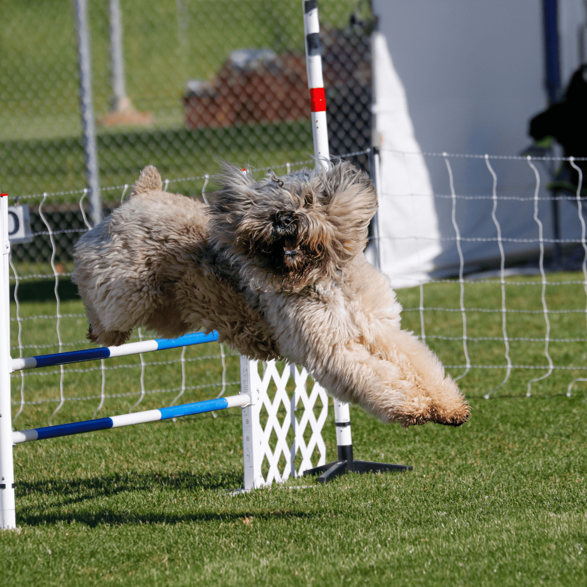 Bouvier des Flandres Training