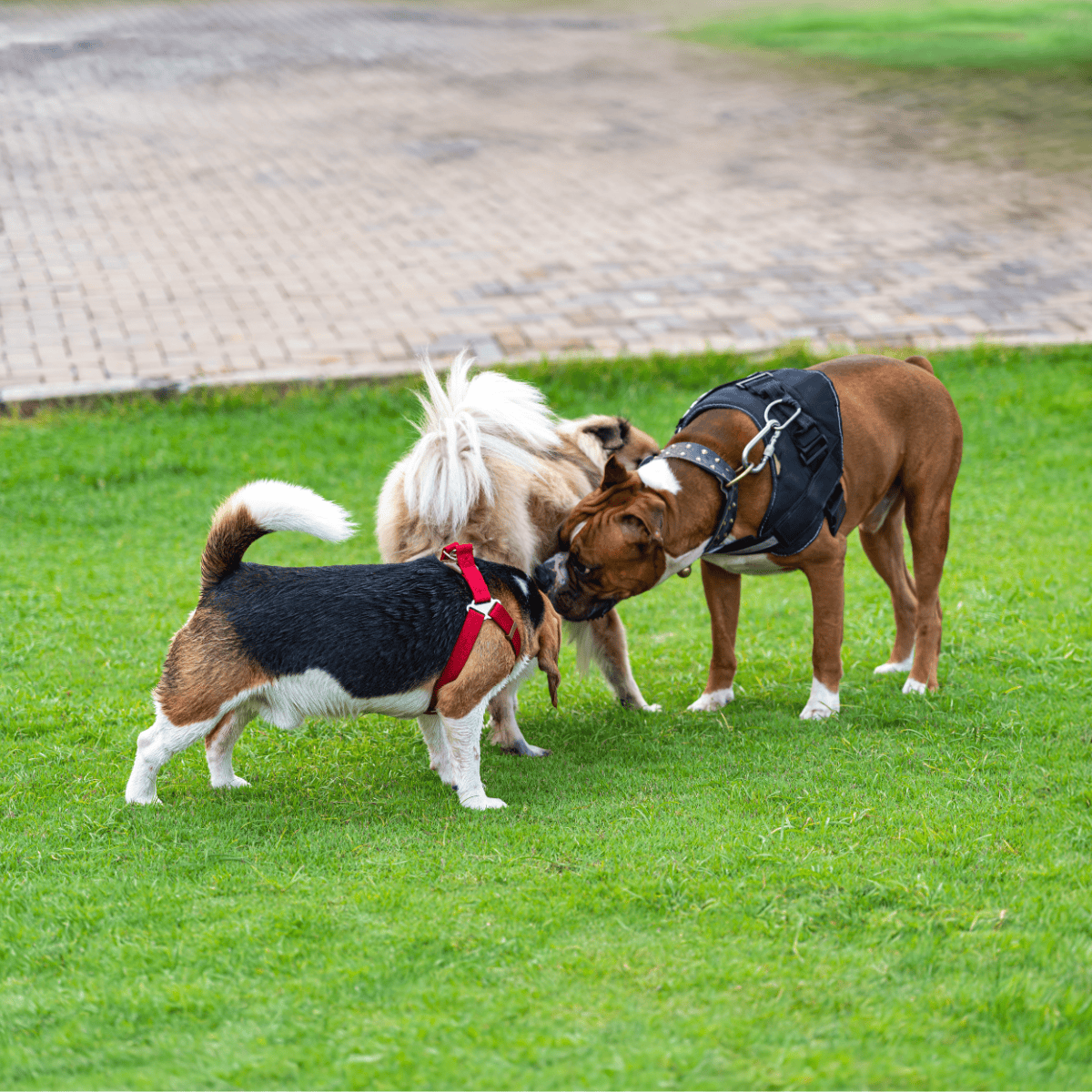 Boxer Does This Breed Get Along With Other Pets