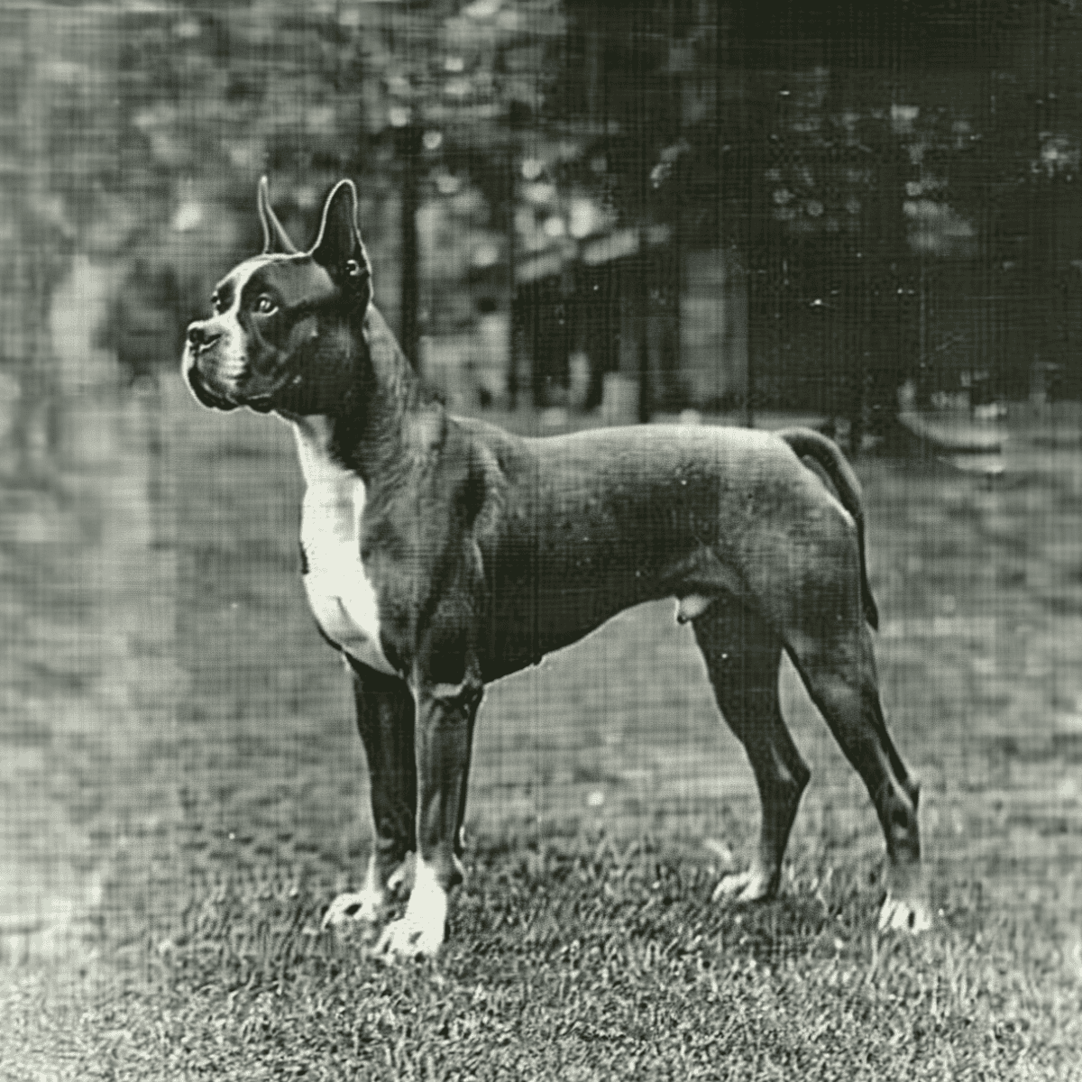 Dog studio photo of a Boxer pit bull dog with a cropped ear sitting outdoors.