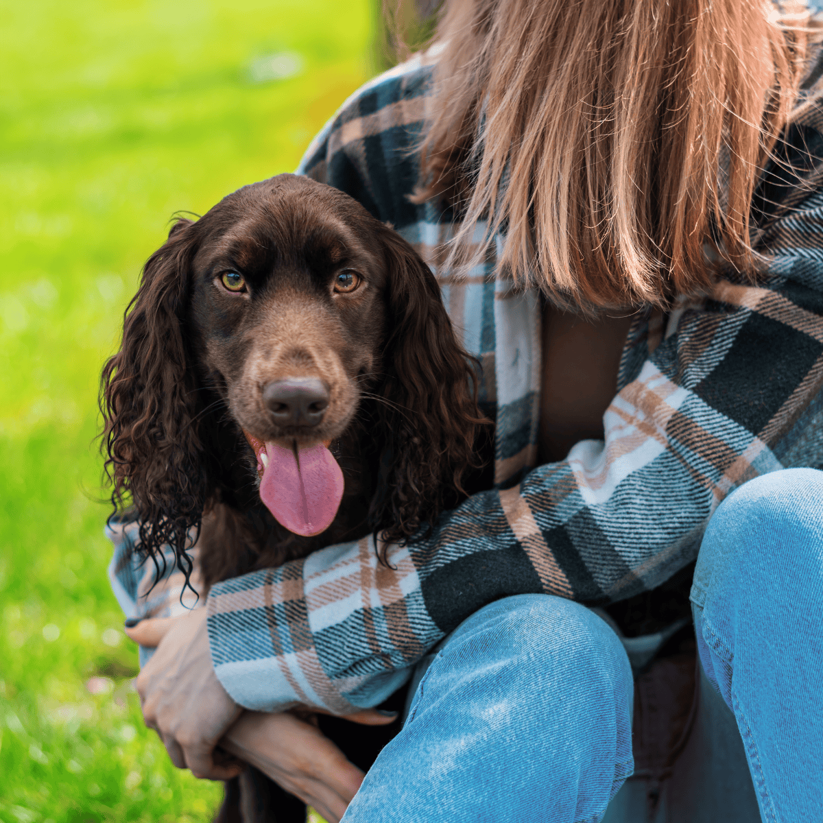 Boykin Spaniel Are These Dogs Good For Families