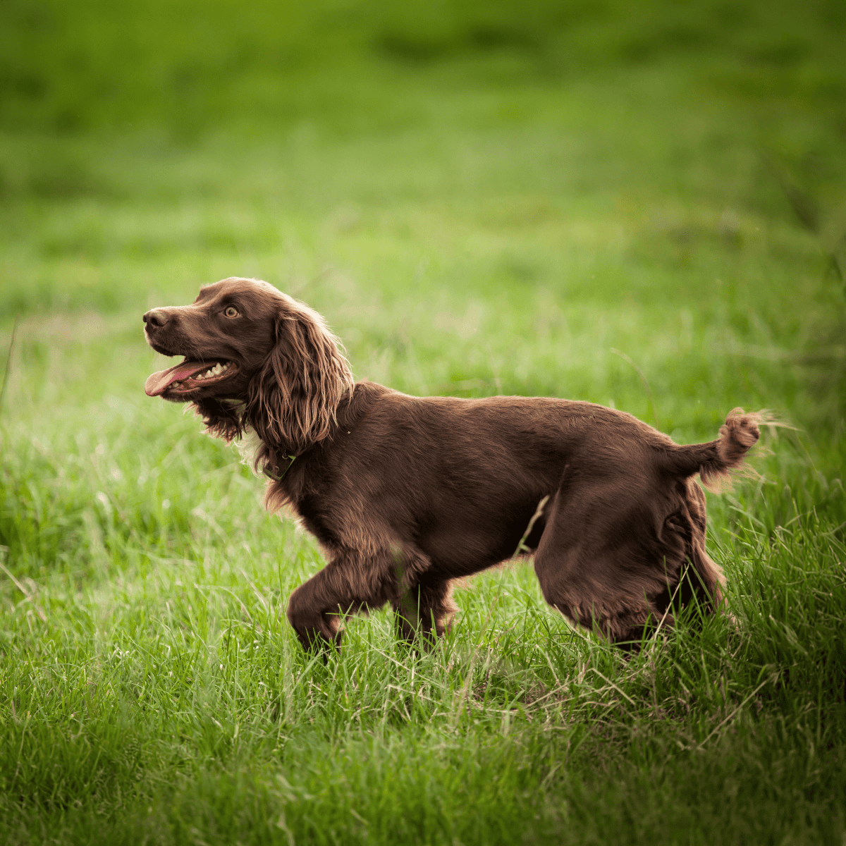 Boykin Spaniel overview