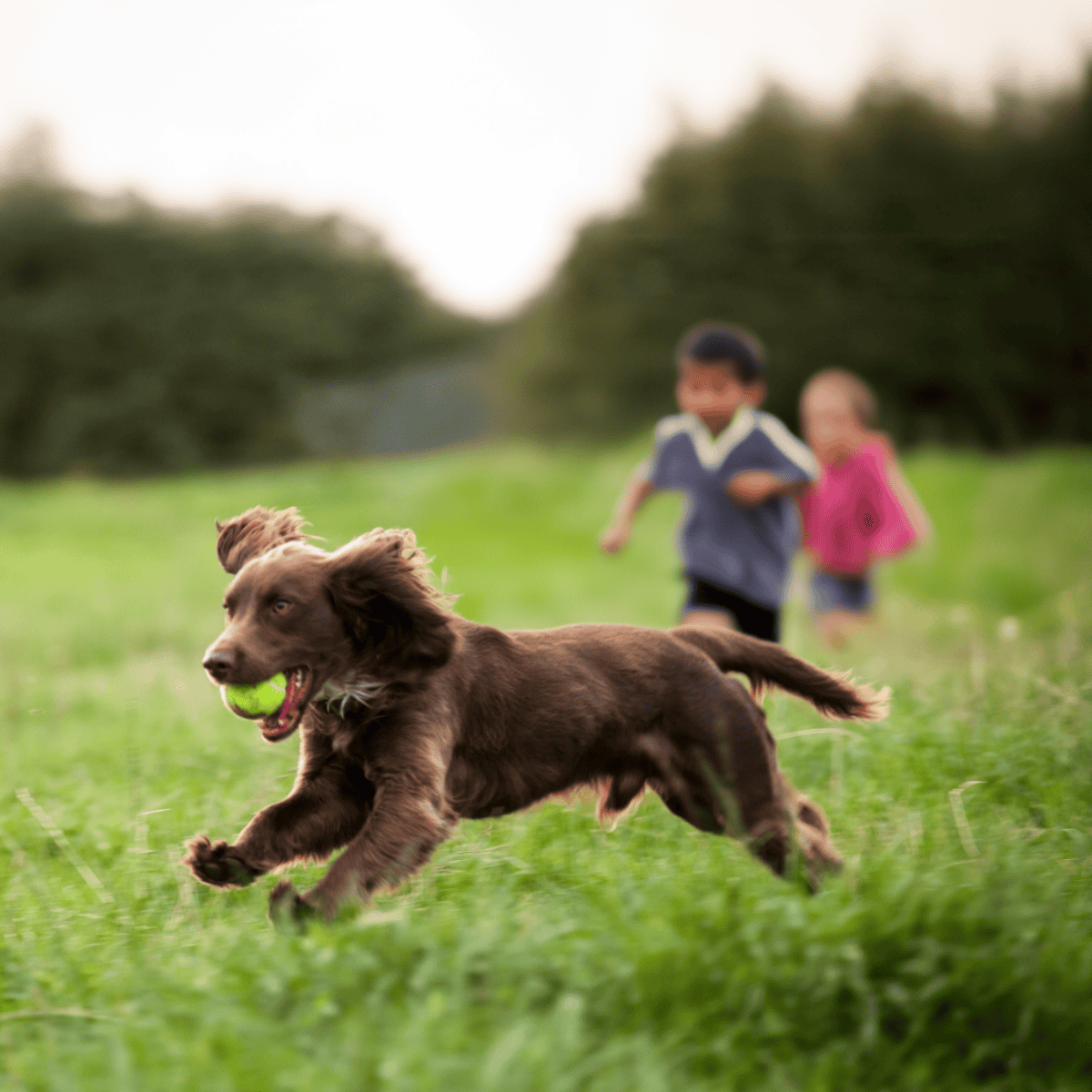 Vibrant image of a happy brown dog with a tennis ball in its mouth, chasing children in a lush, green outdoor setting.