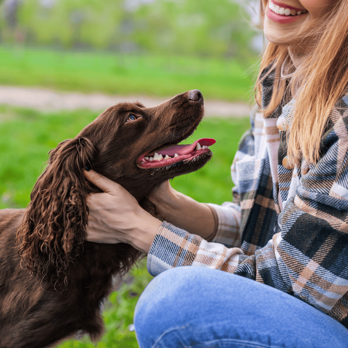 Boykin Spaniel photo 3