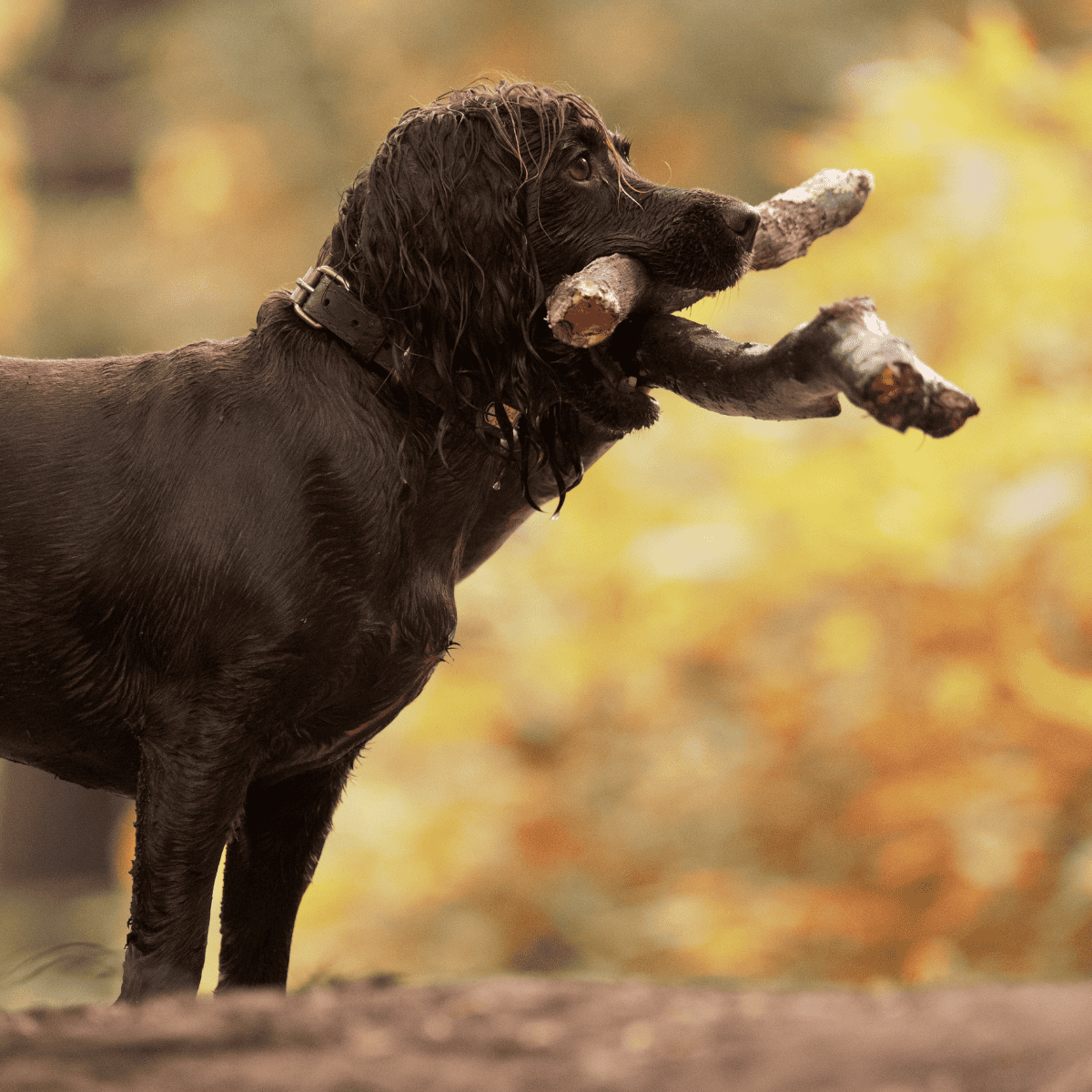 Boykin Spaniel photo 1