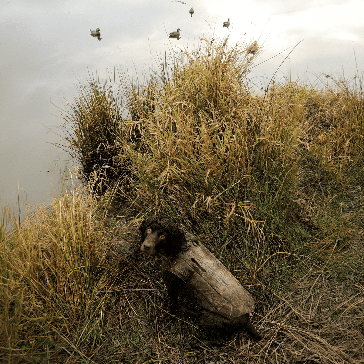 Boykin Spaniel They Are the Official State Dog of South Carolina