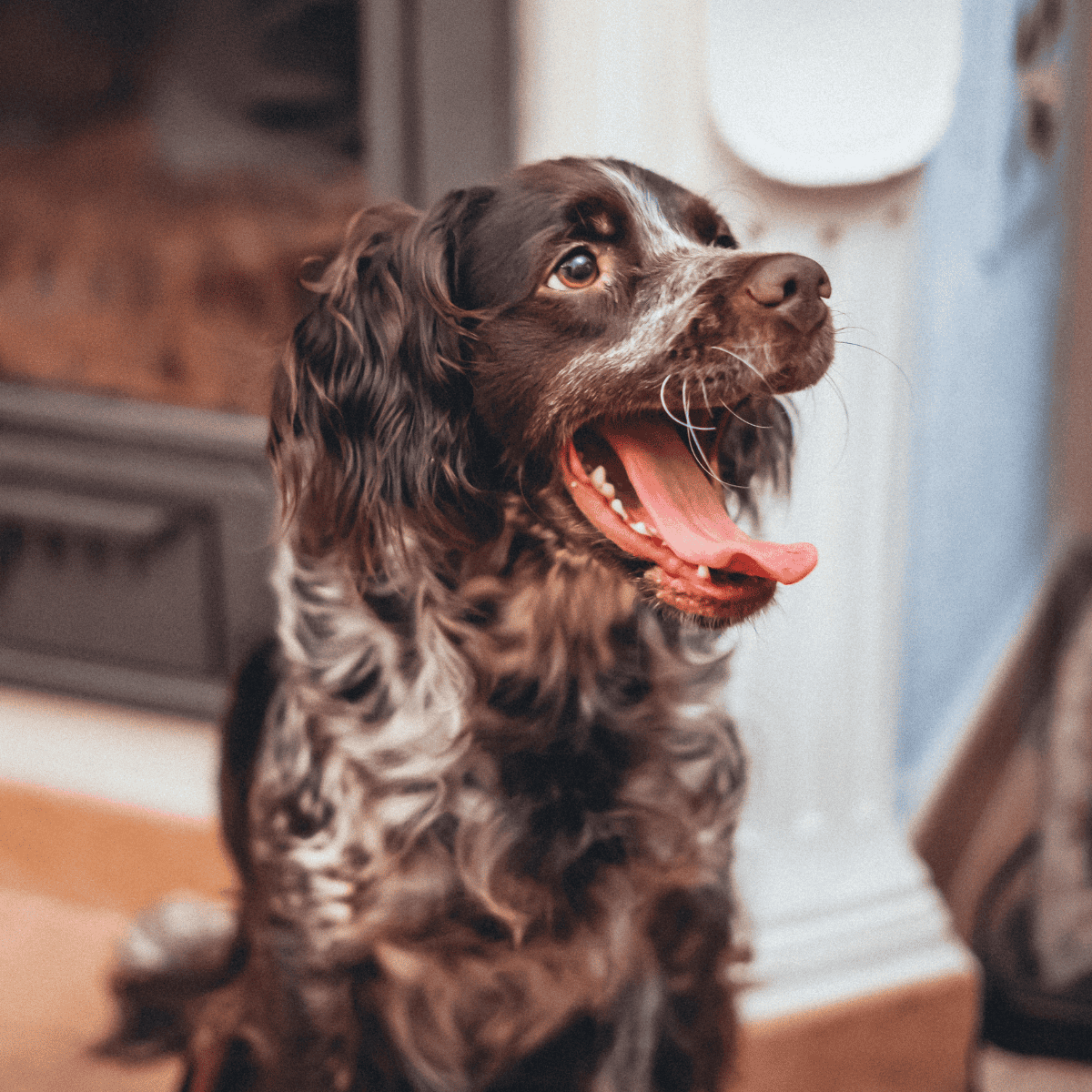 Happy brown and white English Springer Spaniel sitting indoors.