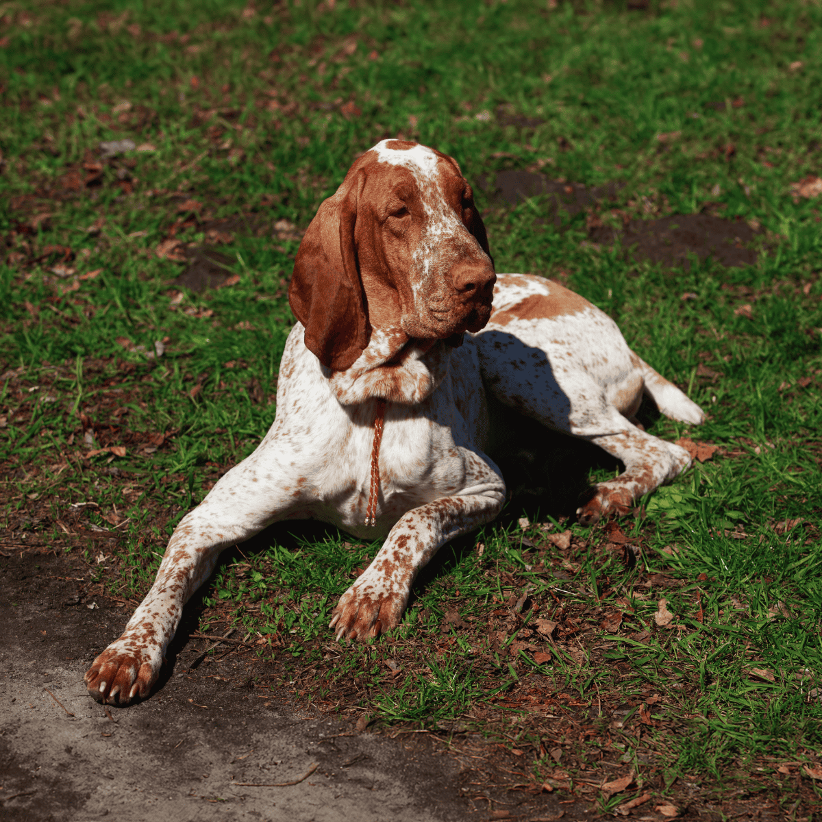 Bracco Italiano overview