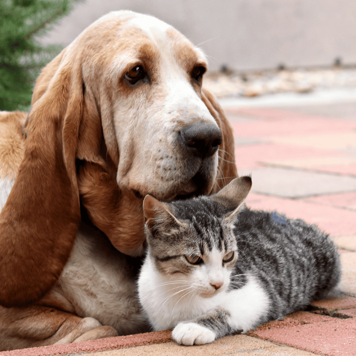 Adorable Labrador and tabby cat sharing a peaceful moment outdoors. Perfect for pet bonding and companionship.