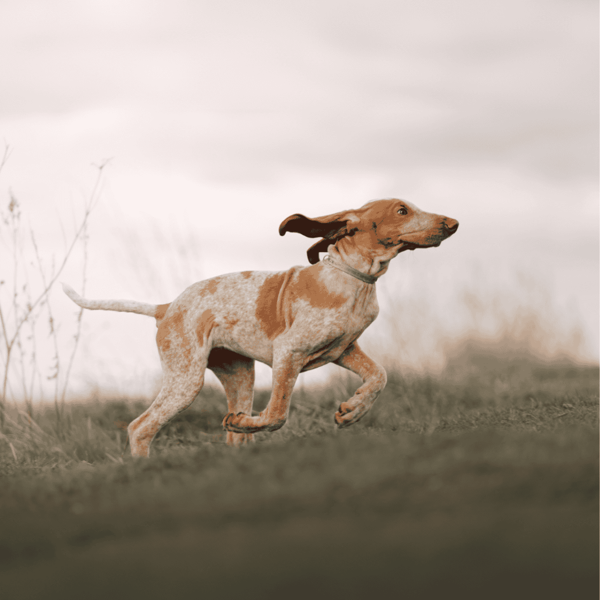 A playful dog running freely in a natural field, showcasing agility and vitality.