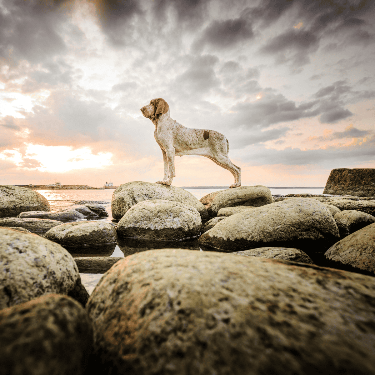 Adorable dog exploring rocky shoreline at sunset, capturing an outdoor adventure moment, perfect for dog lovers and pet owners.