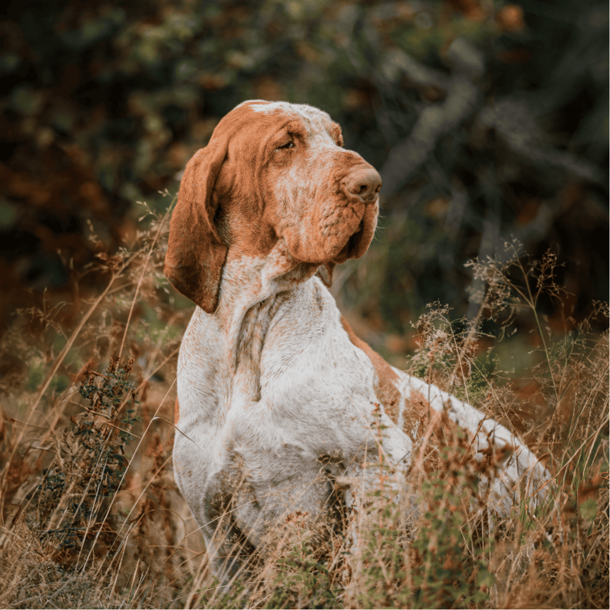 Adopt a loving dog at Dogfix.com, where we connect dogs with caring owners for happy, healthy lives.