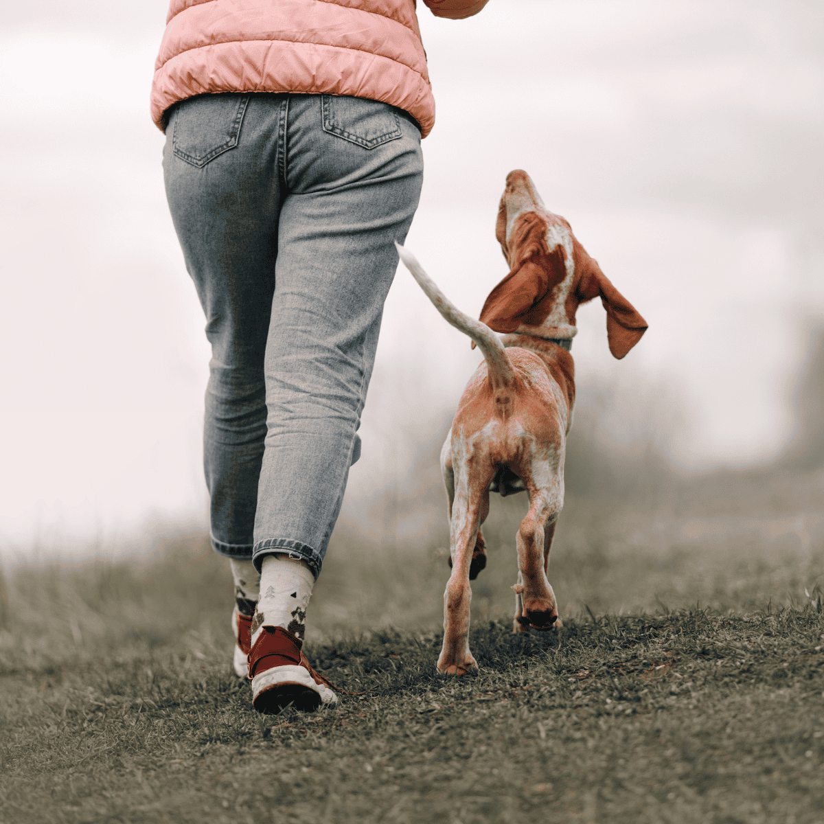 Dog walking and pet care services for happy, healthy dogs. Trusted dog walkers near you.