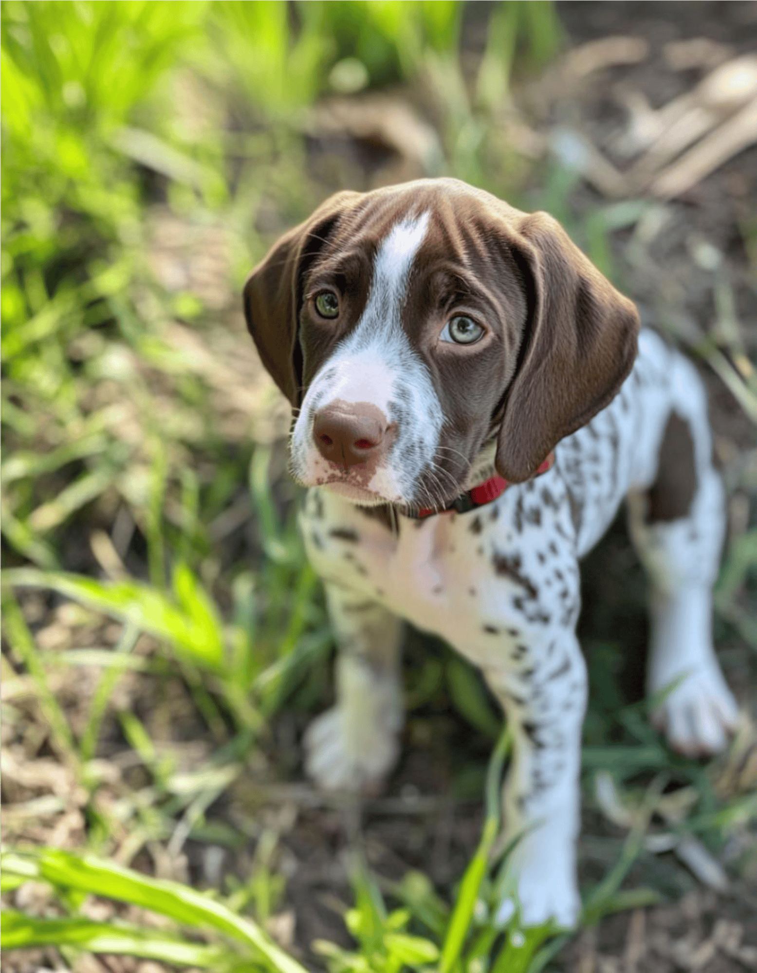 Cute puppy in grassy area with expressive eyes, perfect for dog lovers.