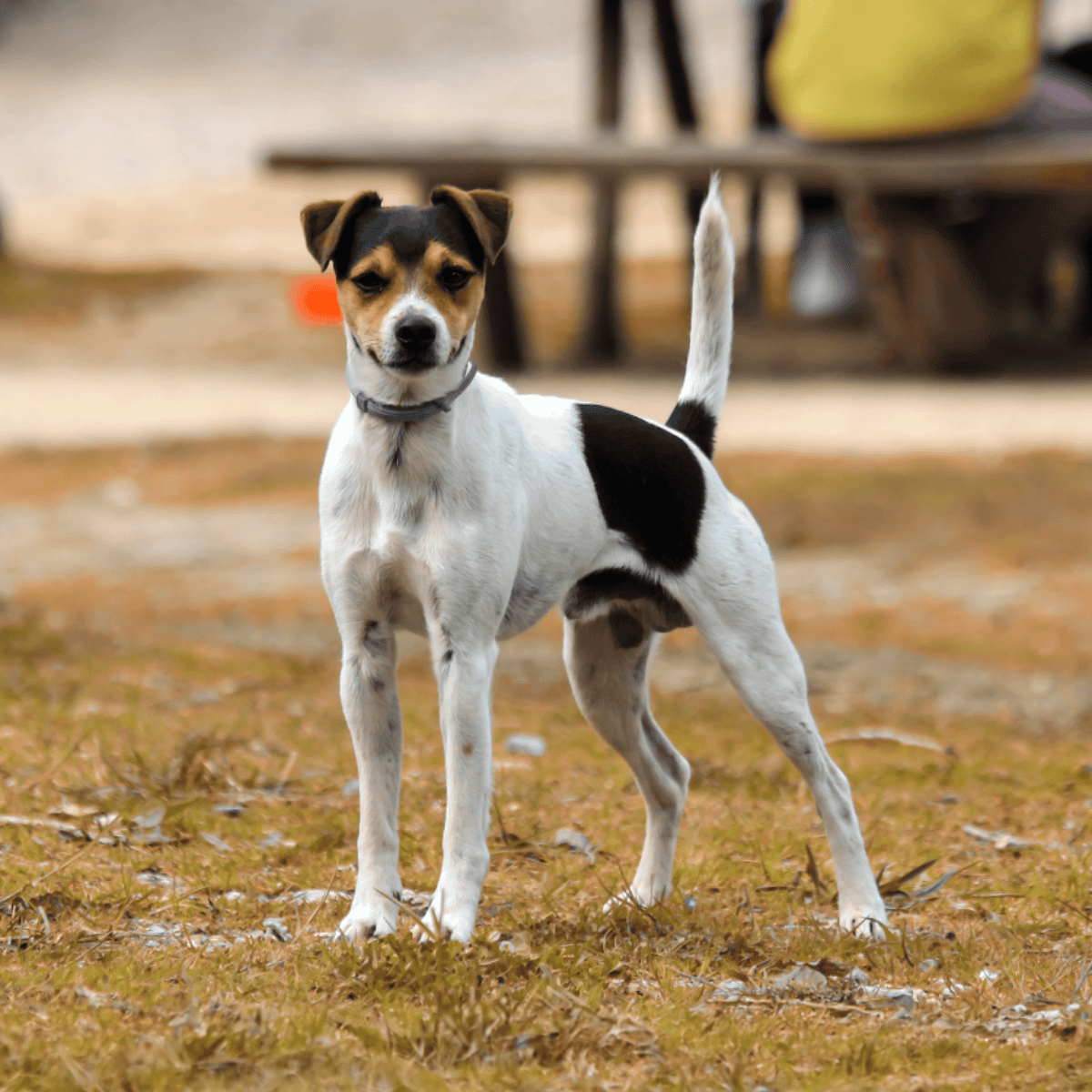 Brazilian Terrier characteristics