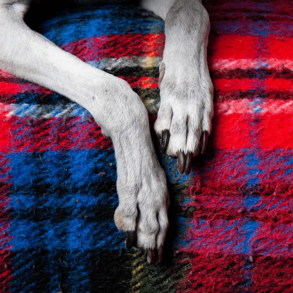 Close-up of dog paws resting on a multicolored wool rug, emphasizing pet comfort and cozy home environment.